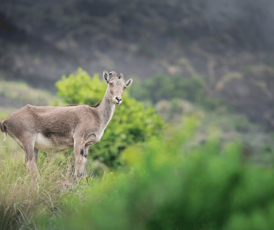 Eravikulam National Park
